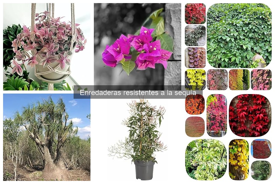 Cómo elegir enredaderas resistentes para climas secos