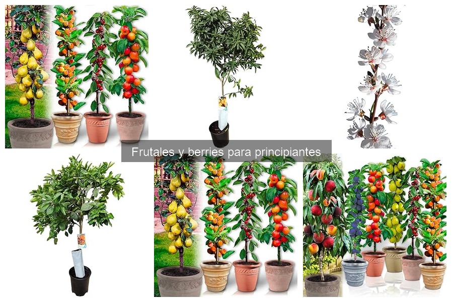 Cómo elegir frutales según tu espacio disponible