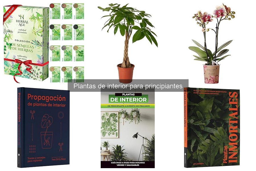 Cómo Elegir la Maceta Ideal para Plantas de Interior