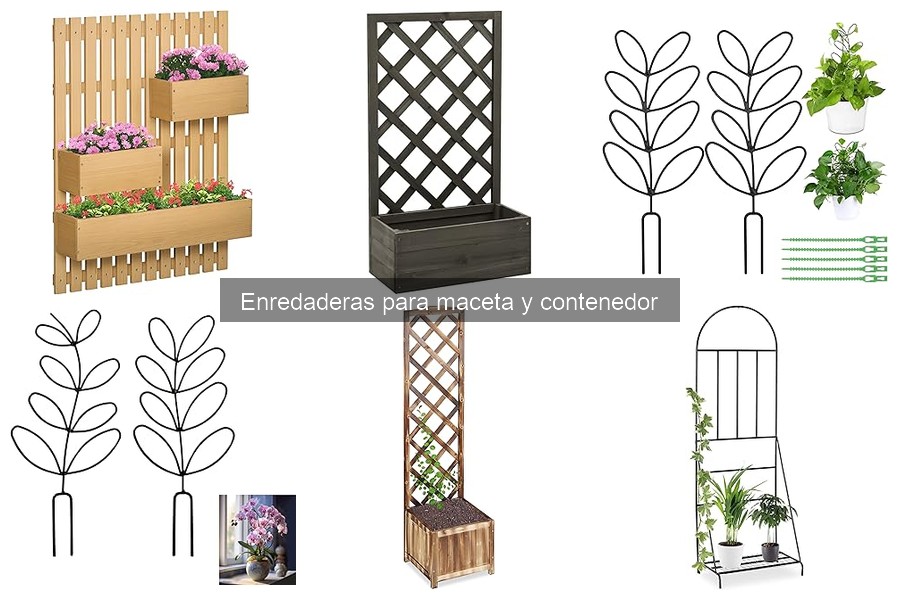 Cómo elegir la mejor enredadera para tu balcón o patio