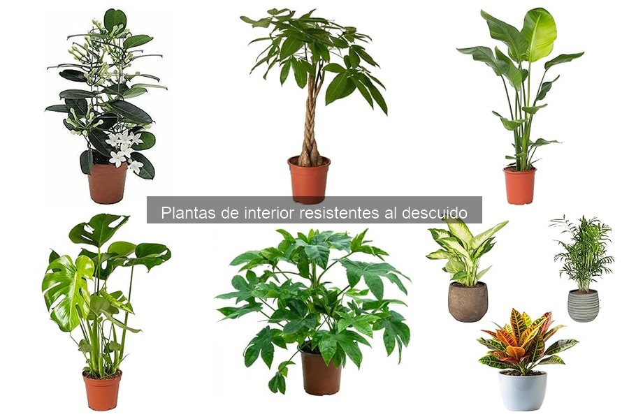 Cómo elegir plantas de interior según el clima de tu hogar