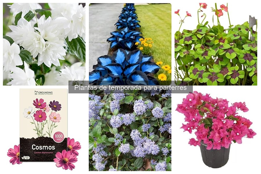 Cómo Elegir Plantas de Temporada para tu Jardín
