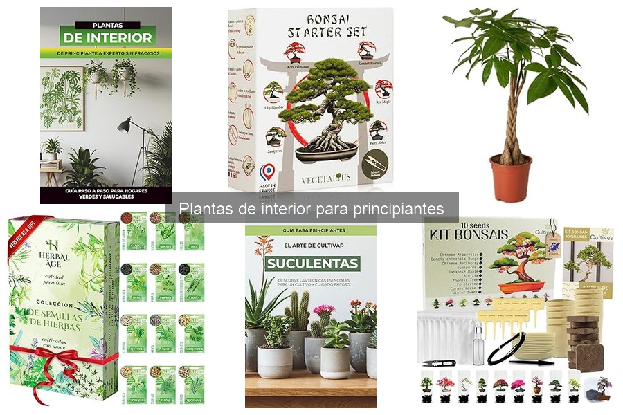 Cómo evitar el amarillamiento de hojas en plantas de interior