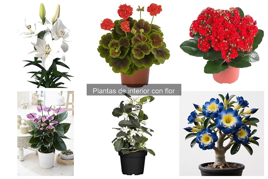 Cómo fertilizar plantas de interior con flor correctamente