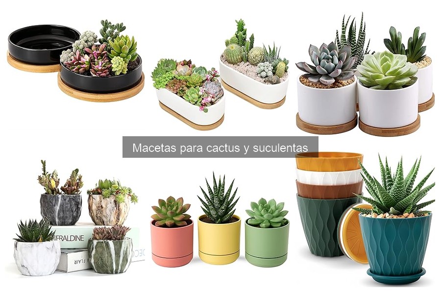 Cómo Hacer Macetas para Cactus DIY: Guía Práctica