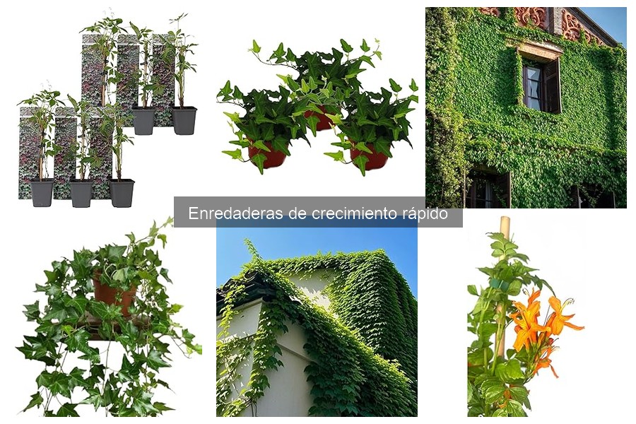 Cómo instalar enredaderas de crecimiento rápido en tu jardín