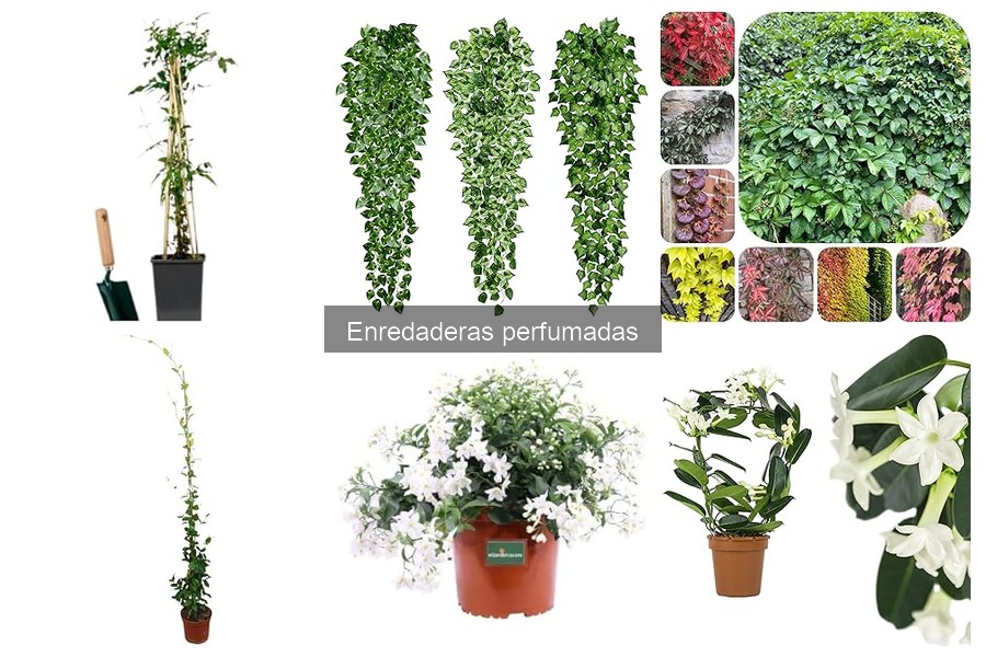 Cómo integrar enredaderas perfumadas en tu jardín
