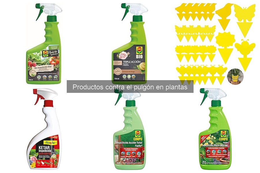 Cómo manejar la aparición recurrente de pulgones en plantas