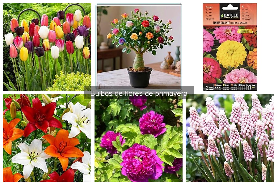 Cómo mantener bulbos de flores de primavera tras la floración