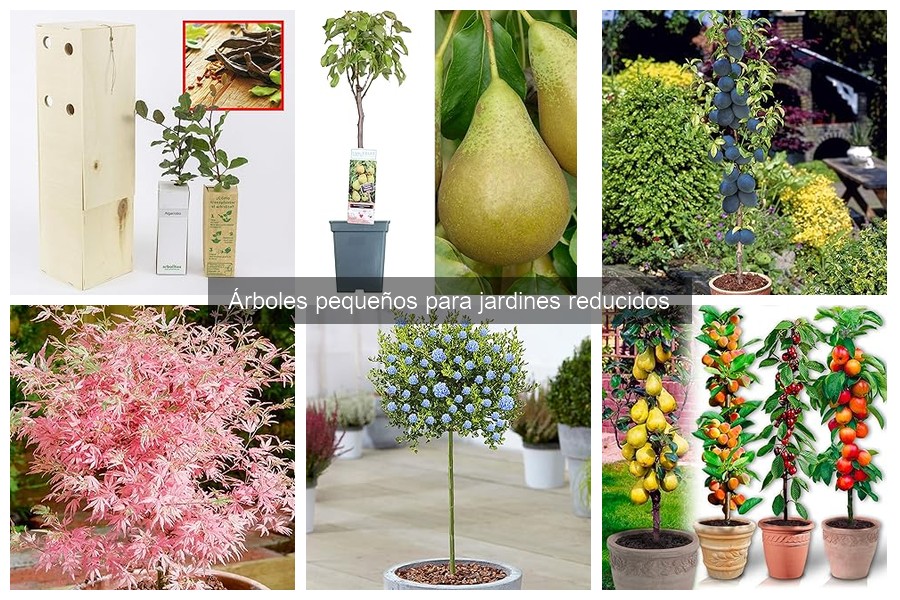 Cómo plantar árboles pequeños en macetas con éxito