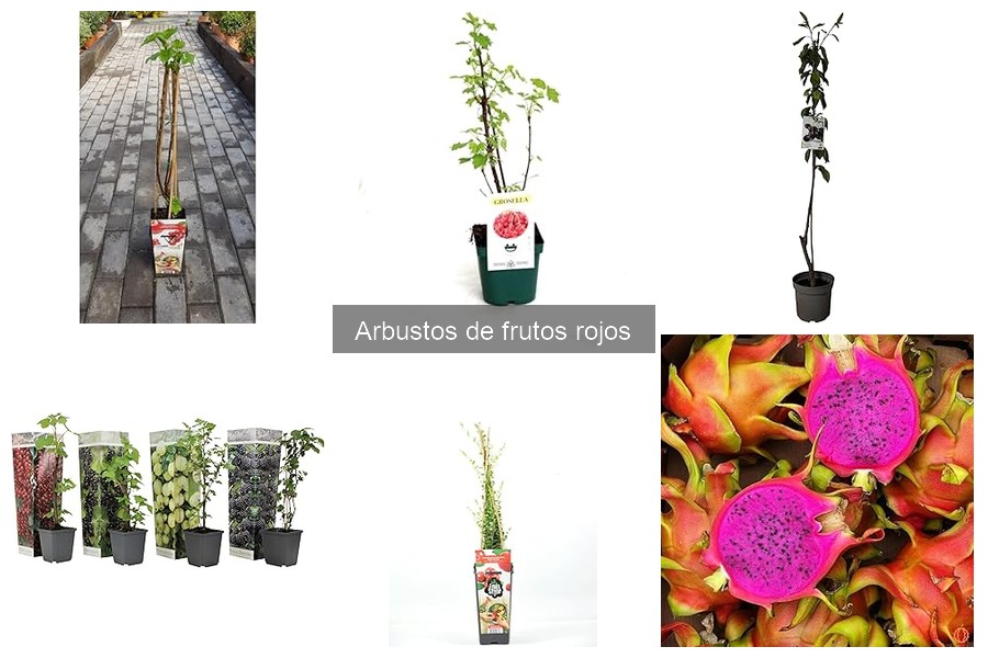 Cómo plantar arbustos de frutos rojos correctamente