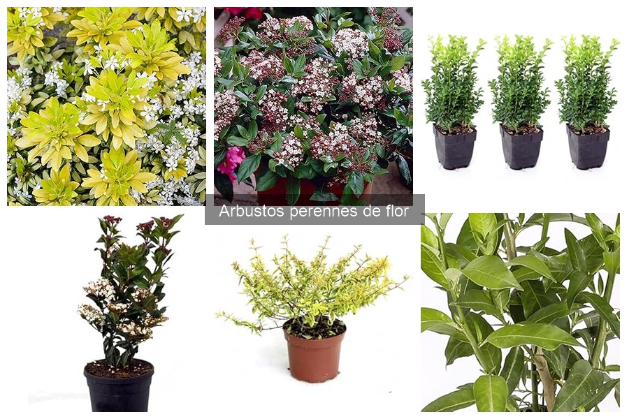 Cómo plantar arbustos perennes de flor correctamente