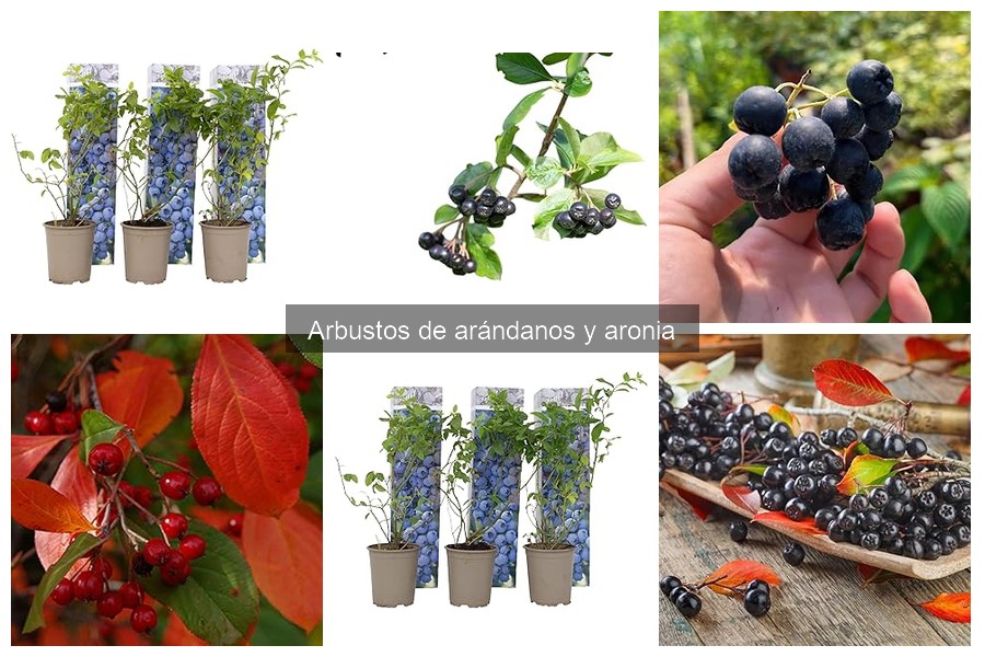 Cómo plantar aronia: guía paso a paso