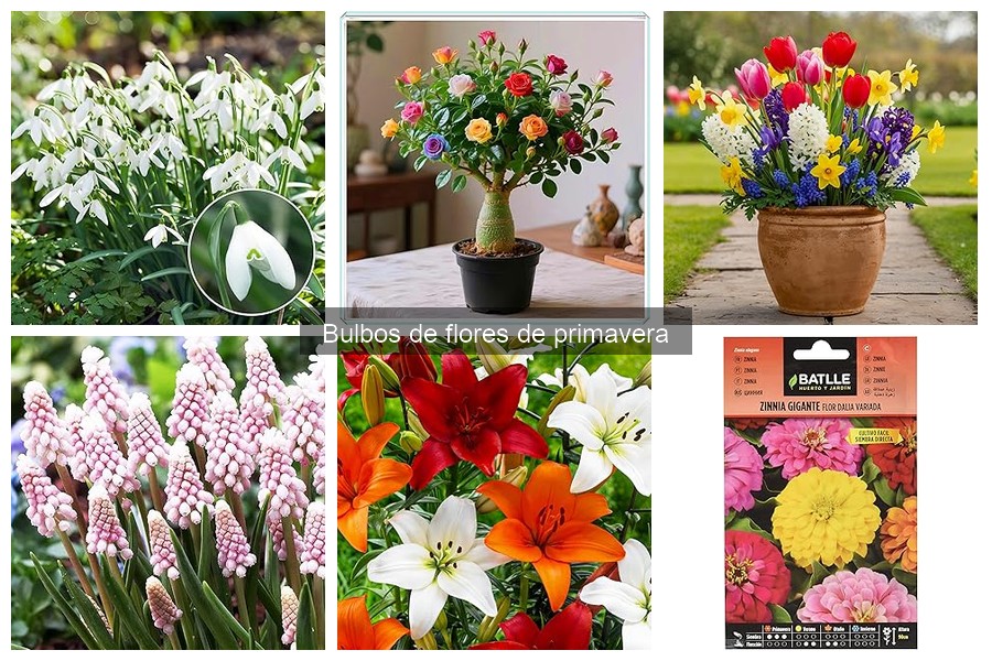 Cómo plantar bulbos de flores de primavera correctamente