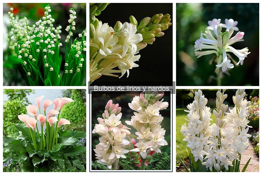 Cómo plantar bulbos de nardos correctamente en tu jardín