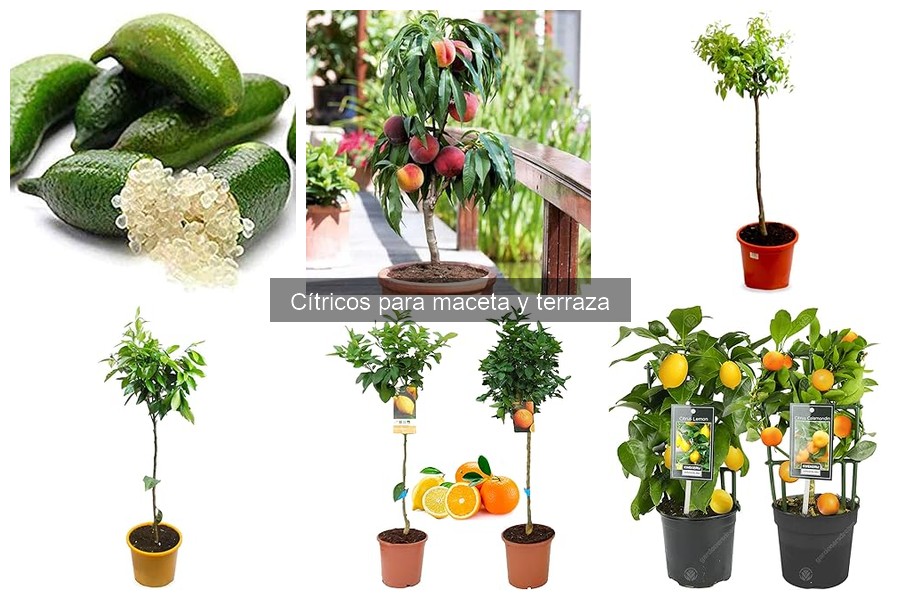 Cómo plantar cítricos en macetas: guía paso a paso