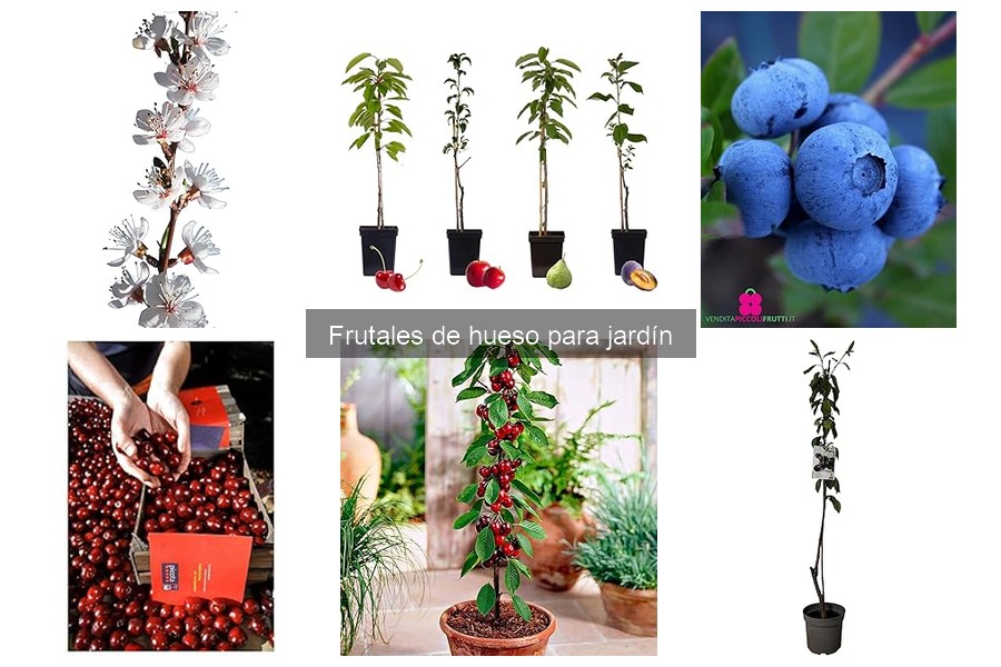 Cómo plantar frutales de hueso en tu jardín