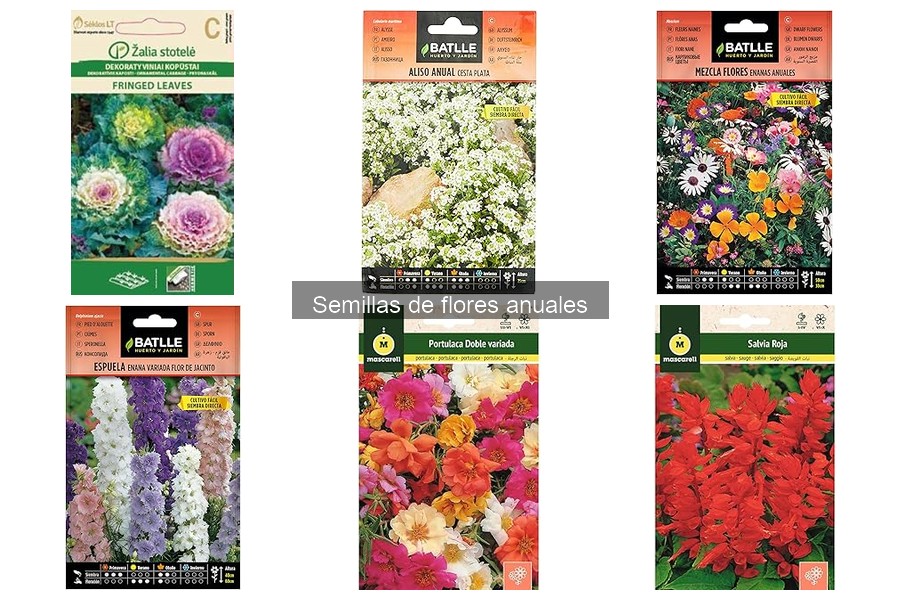 Cómo plantar semillas de flores anuales correctamente