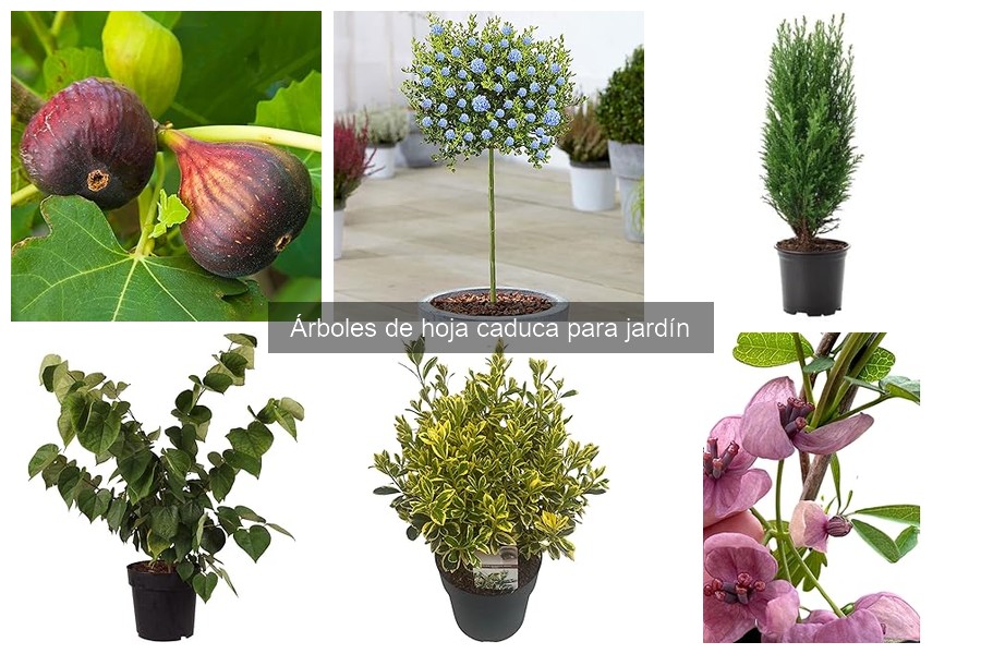 Cómo plantar un árbol de hoja caduca en tu jardín
