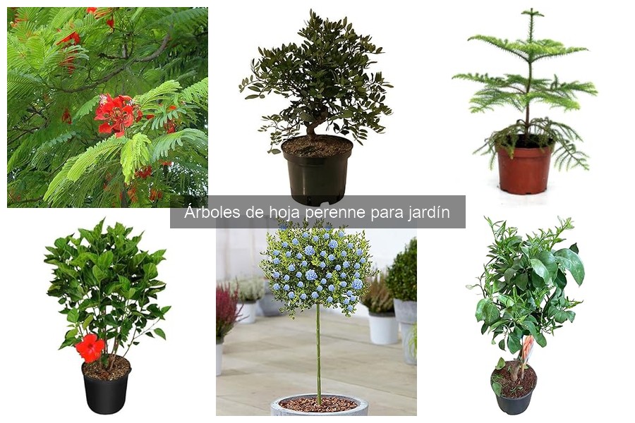 Cómo plantar un árbol de hoja perenne en tu jardín