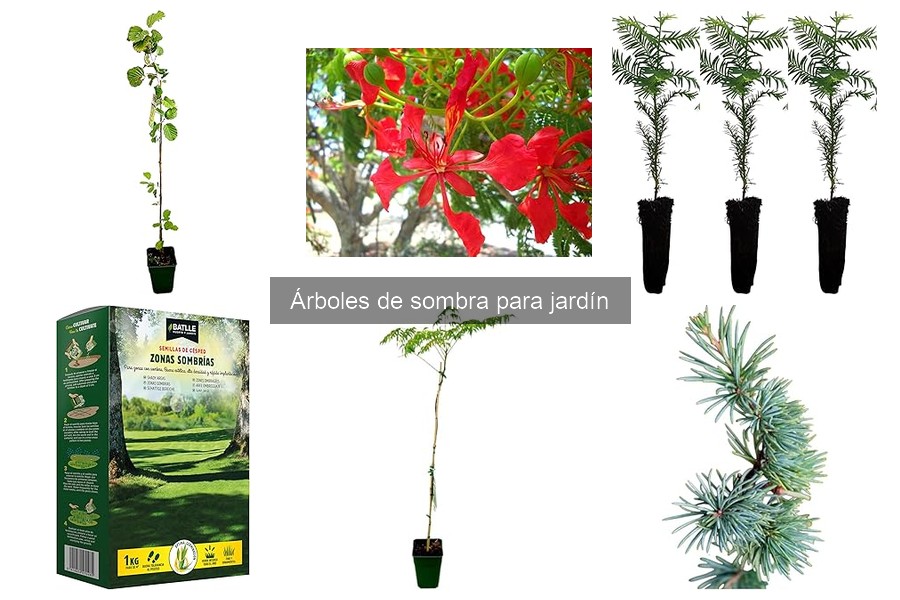 Cómo plantar un árbol de sombra en tu jardín fácilmente