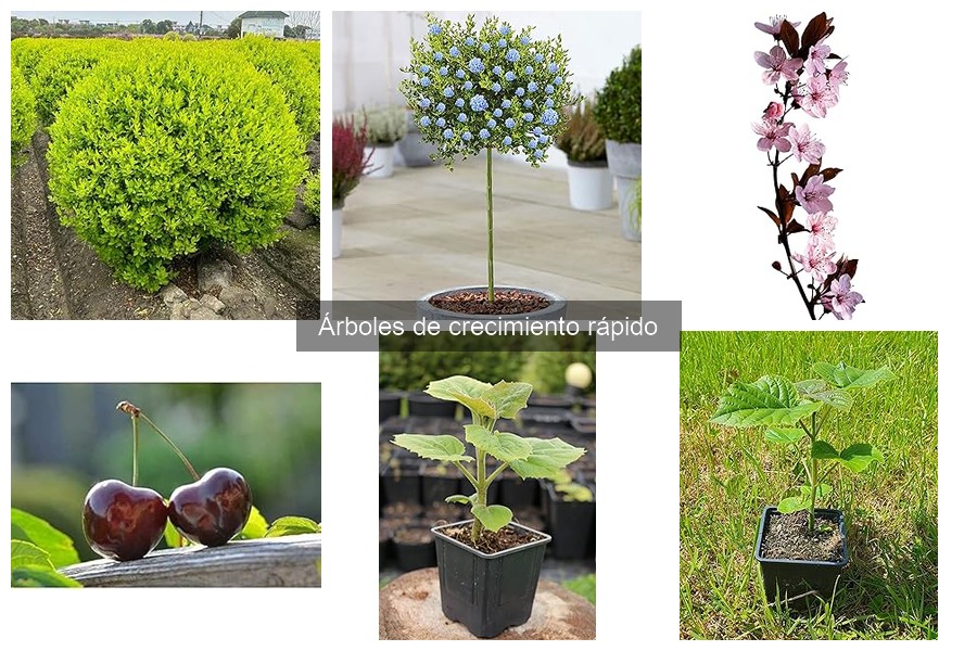 Cómo plantar y cuidar árboles de crecimiento rápido