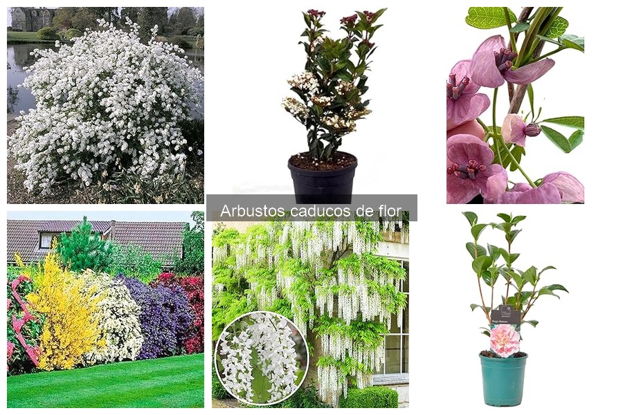 Cómo plantar y cuidar arbustos caducos de flor