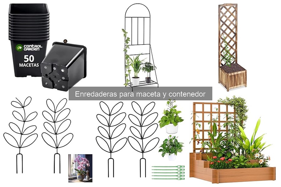 Cómo plantar y cuidar enredaderas en maceta