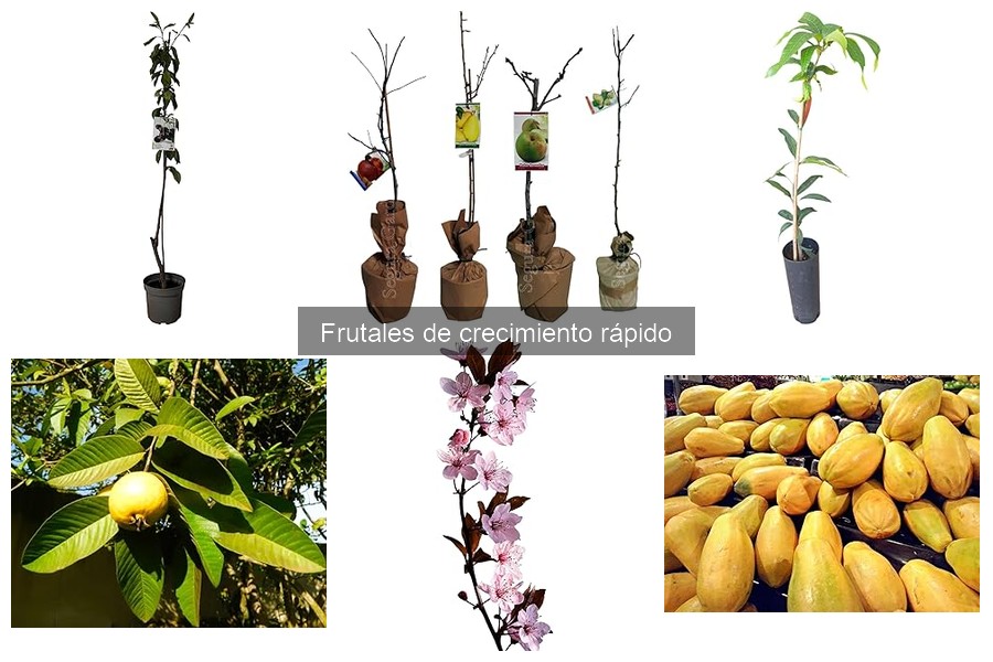 Cómo plantar y cuidar frutales de crecimiento rápido
