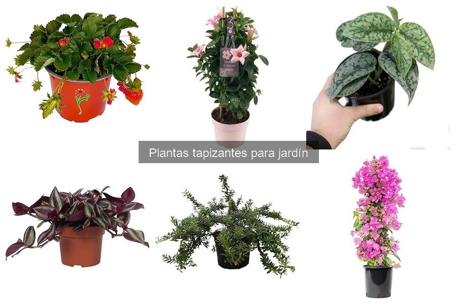Cómo plantar y cuidar las plantas tapizantes en tu jardín