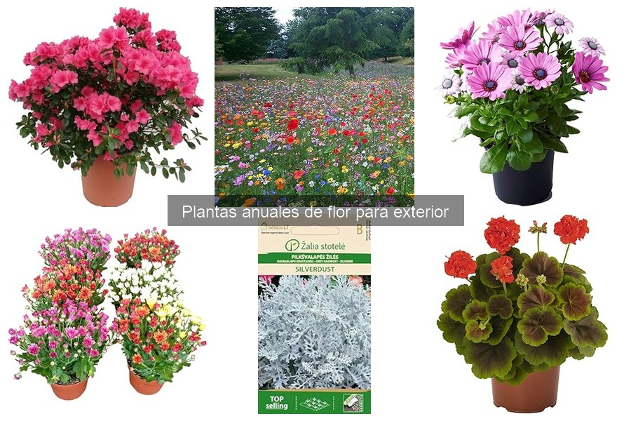 Cómo plantar y cuidar plantas anuales de flor para exterior