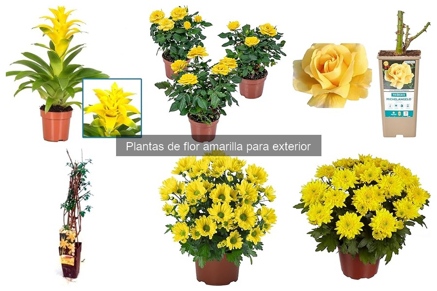 Cómo plantar y cuidar plantas de flor amarilla en exteriores