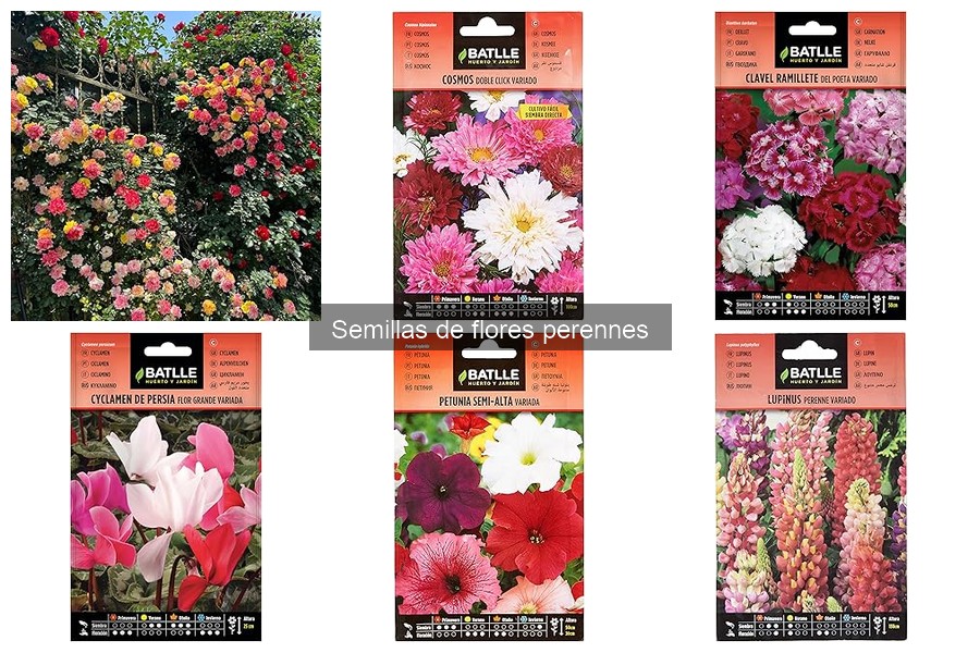 Cómo plantar y cuidar semillas de flores perennes