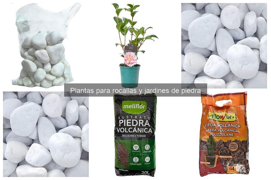 Cómo plantar y mantener plantas para rocallas