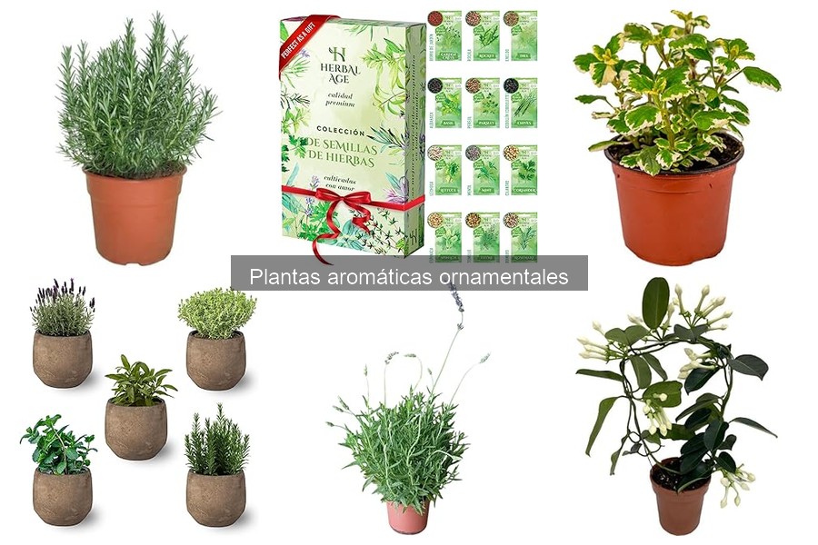 Cómo plantar y trasplantar plantas aromáticas ornamentales
