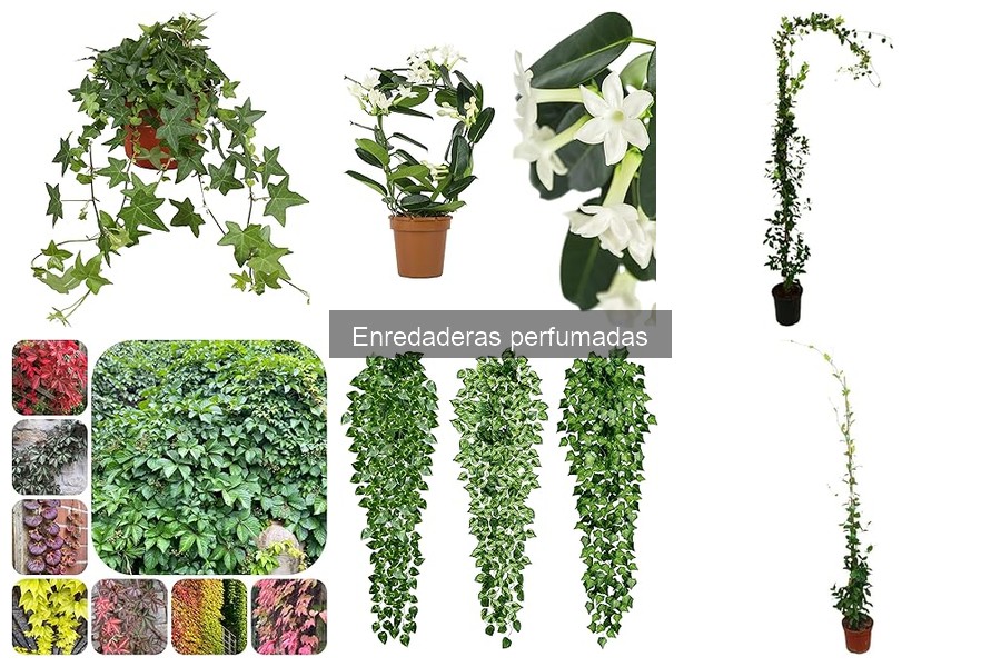 Cómo podar enredaderas perfumadas correctamente