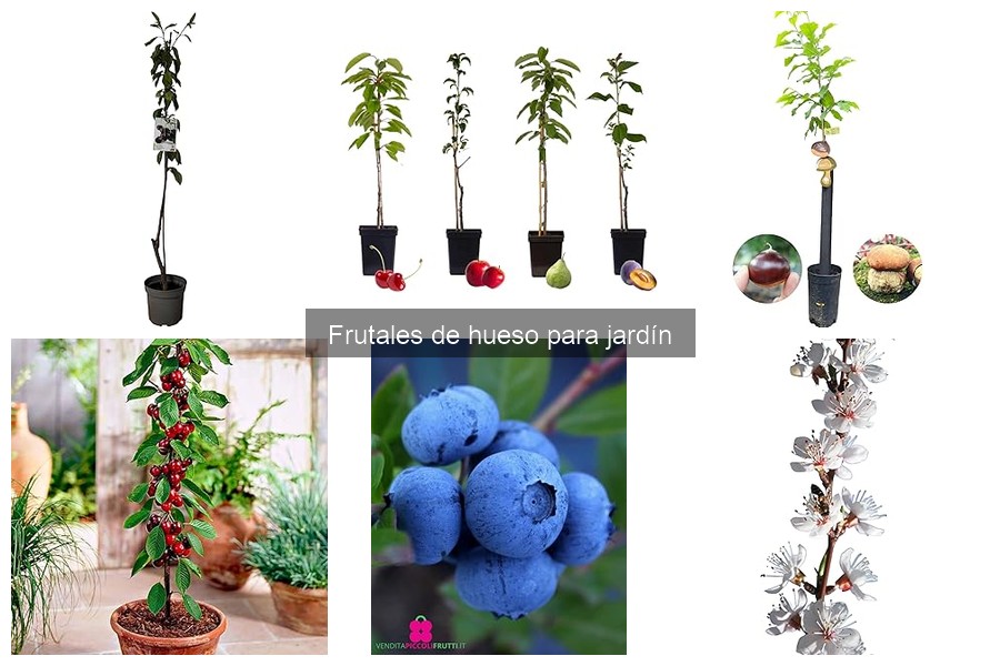 Cómo podar frutales de hueso: guía práctica para tu jardín