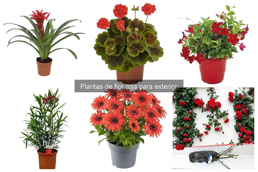 Cómo preparar el suelo para flores rojas en exteriores
