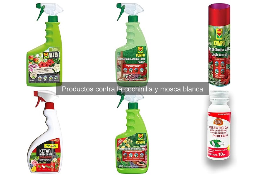 Cómo prevenir cochinillas y mosca blanca en tu jardín