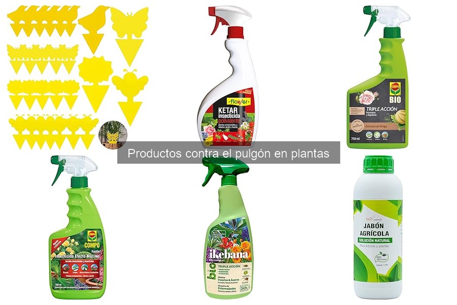 Cómo prevenir infestaciones de pulgones en tus plantas