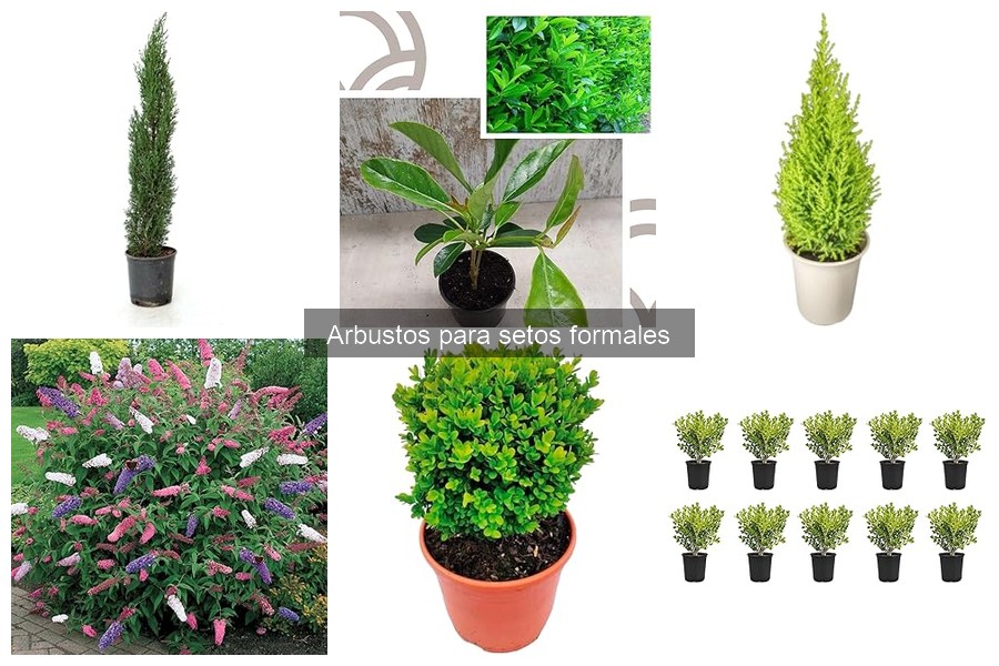 Cómo propagar arbustos para setos formales fácilmente