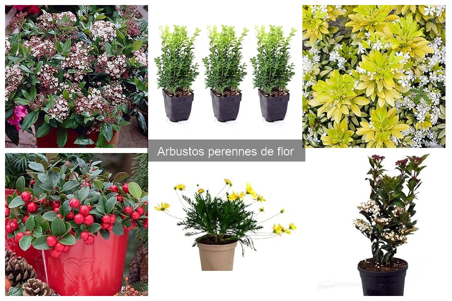 Cómo propagar arbustos perennes de flor: guía efectiva