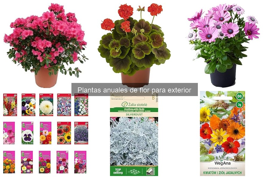 Cómo Propagar Plantas Anuales de Flor en Tu Jardín