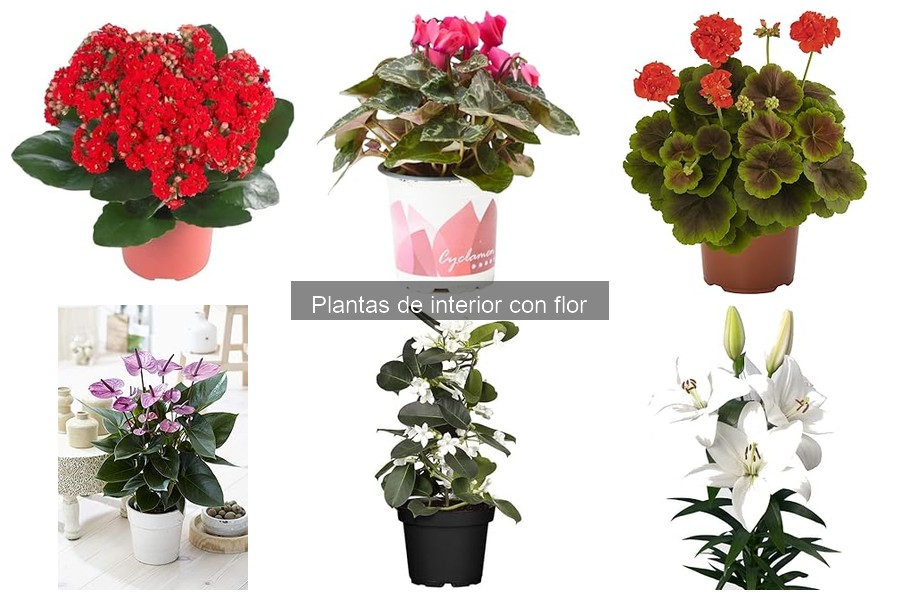 Cómo Propagar Plantas de Interior con Flor: Guía Práctica
