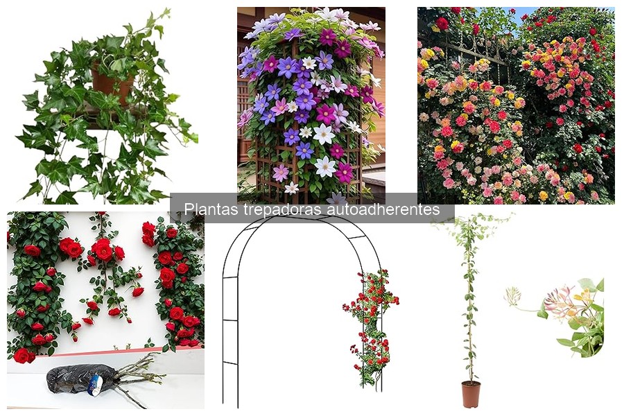 Cómo Propagar Plantas Trepadoras Autoadherentes Efectivamente