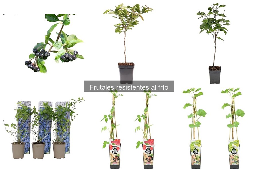 Cómo proteger frutales resistentes al frío en invierno