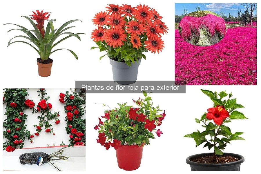 Cómo realizar esquejes de plantas de flor roja