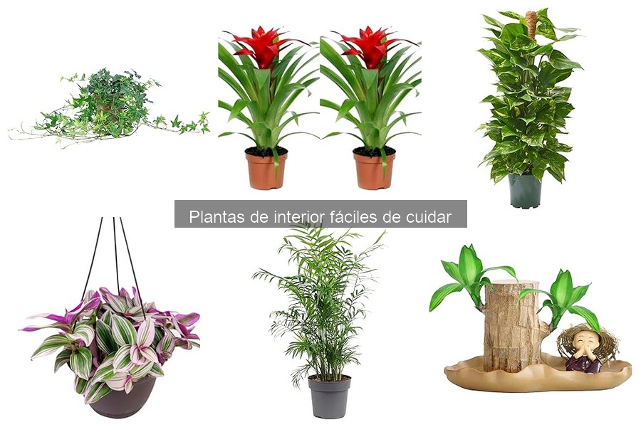 Cómo regar plantas de interior fácilmente: consejos prácticos