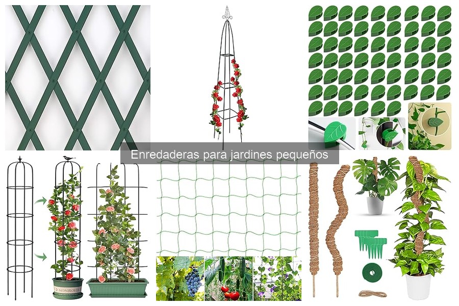Cómo seleccionar la mejor enredadera para jardines pequeños