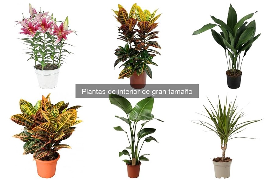 Cómo solucionar la marchitez en plantas de interior grandes